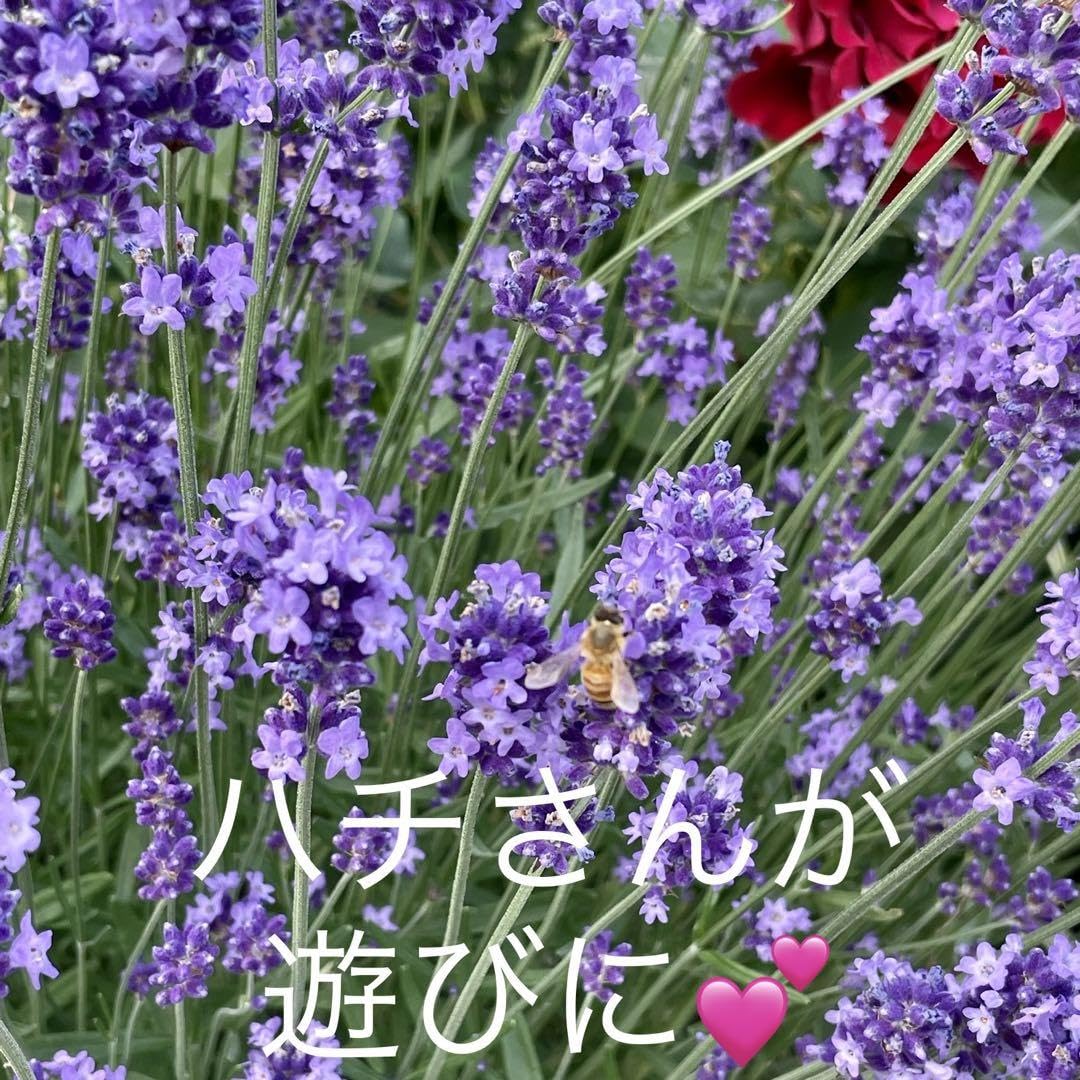 開花中♥ラベンダー　キューデラ アンティークパープル♥人気品種♥花苗ポットごと 開花中♥ラベンダー キューデラ アンティークパープル♥人気品種